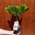 Havajská palma (Brighamia insignis) - výška 20-30 cm, kont. C1L